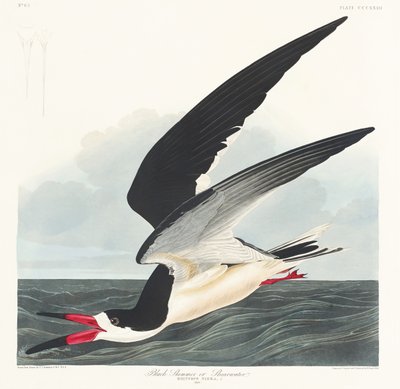 Sort skimmer fra *Birds of America* (1827) af John James Audubon