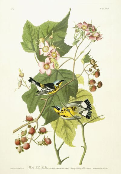 Sort og gul sangsanger og blomstrende hindbær, ca. 1826-1838 af John James Audubon