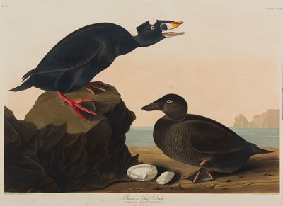 Black eller Surf Duck, 1836 (wc på papir) af John James Audubon