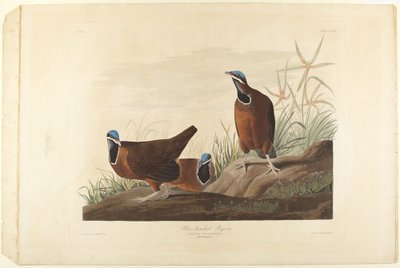 Blåhovedet due af John James Audubon
