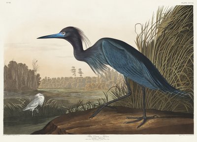 Blå trane eller hejre fra *Birds of America* (1827) af John James Audubon