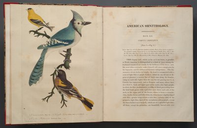 Blue Jay, side fra Elephant Folio (1827-38) af John James Audubon