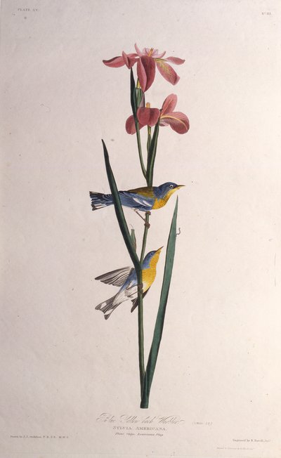 Blå Gulrygget Sanger. Fra The Birds of America, 1827-1838. af John James Audubon