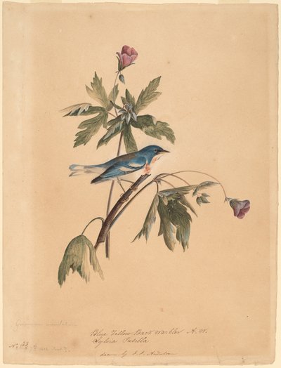 Blågul Rygsanger af John James Audubon