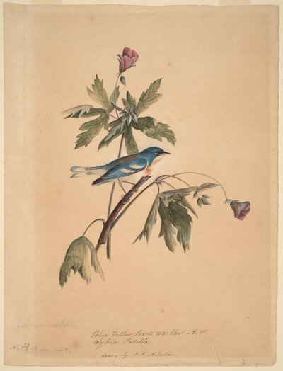 Blå-gulrygget sanger af John James Audubon