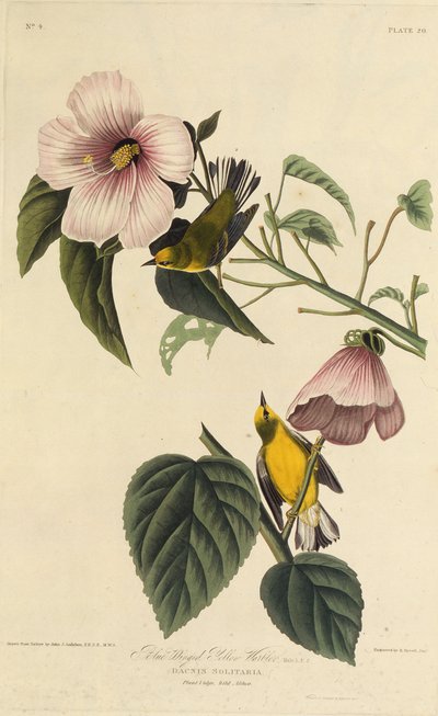 Blåvinget gulsanger. Fra The Birds of America, 1827-1838. af John James Audubon