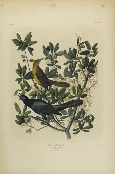 Boat-tailed Grackle, trykt af Julien Bien og udgivet af Roe Lockwood & Son, 1861 (kromolitografi) af John James Audubon