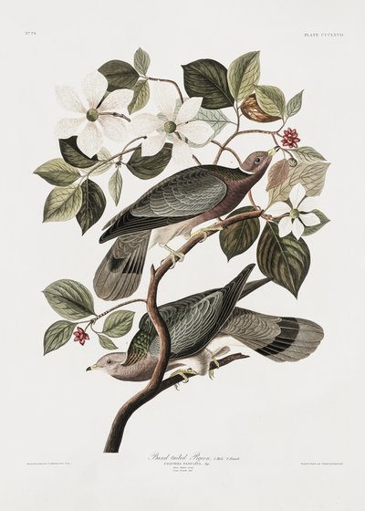 Mærket »Tailed Pigeon« fra *Birds of America* (1827) af John James Audubon