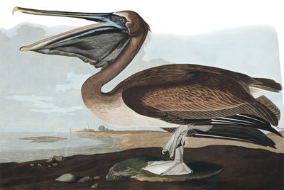 Brown Pelican, Pelecanus Fuscus, fra "The Birds of America" af John J. Audubon, pub. 1827-38 af John James Audubon
