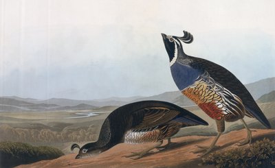Californian Partridge, fra "Birds of America", graveret af Robert Havell (1793-1878) 1838 af John James Audubon