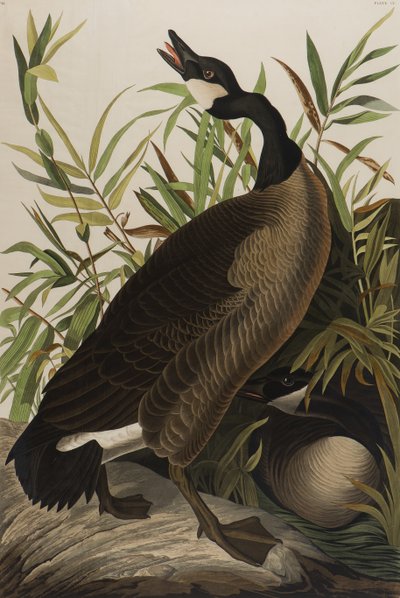 Canada Goose, 1827-1838 (wc på papir) af John James Audubon