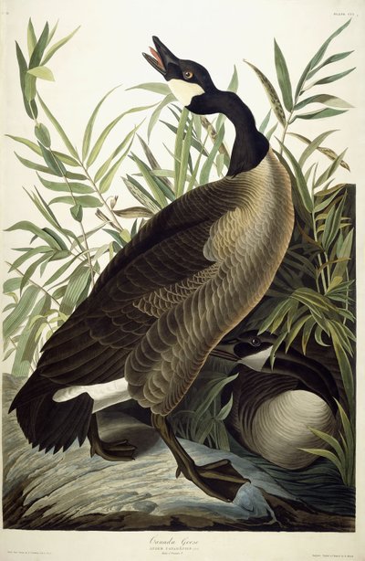 Canada Goose, ca. 1827-1838 af John James Audubon