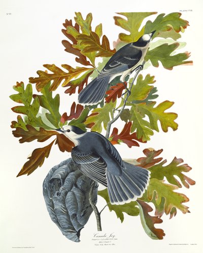 Canada Jay af John James Audubon