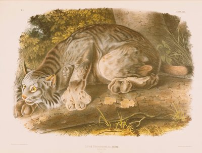 Canada Lynx af John James Audubon