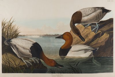 Canvas Backed Duck, 1836 (wc på papir) af John James Audubon