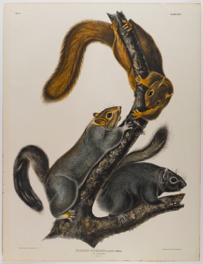 Katte egern af John James Audubon