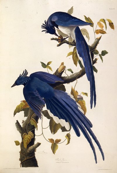 Columbia Jay Garrulus ultramarinus. Fra The Birds of America, 1827-1838. af John James Audubon