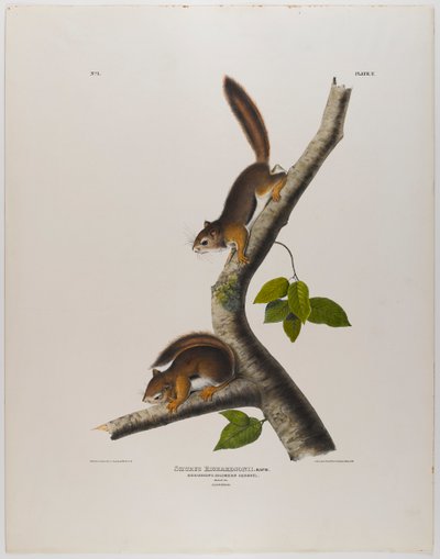 colombiansk egern af John James Audubon