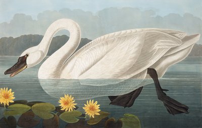 Common American Swan, Cygnus Americanus, fra "The Birds of America" af John J. Audubon, pub. 1827-38 af John James Audubon