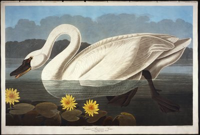 Almindelig amerikansk svane. Fløjtende Svane af John James Audubon