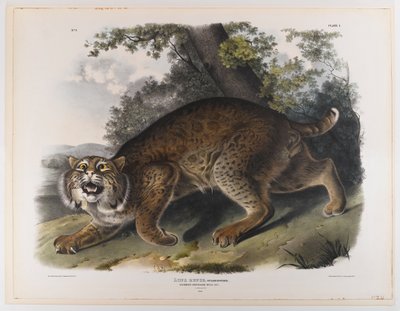 Almindelig amerikansk vildkat af John James Audubon