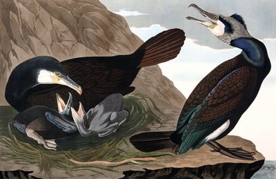 Almindelig skarv, Phalacrocorax Carbo, fra "The Birds of America" af John J. Audubon, pub. 1827-38 (håndfarvet gravering) af John James Audubon