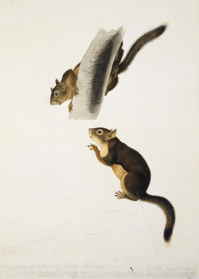 Douglas-egern af John James Audubon
