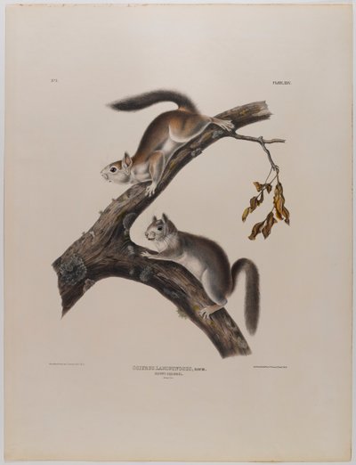 Dunet egern af John James Audubon