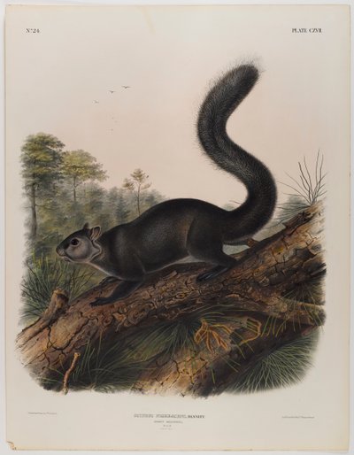 Dunkelt egern af John James Audubon