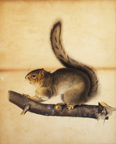 Østligt gråt egern i hel vinterfrakke, ca. 1840