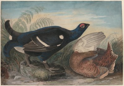Engelske urfuglehanner af John James Audubon