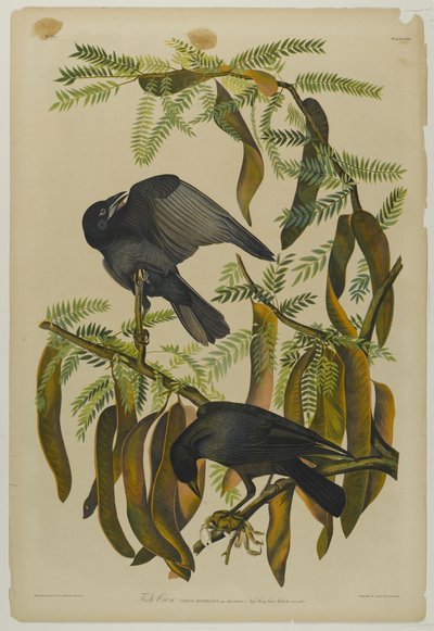 Fish Crow, trykt af Julien Bien og udgivet af Roe Lockwood & Son, 1861 (kromolitografi) af John James Audubon