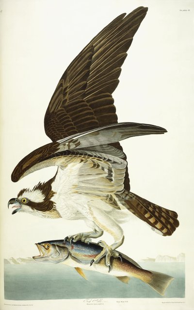 Fiskehøg, 1830 af John James Audubon