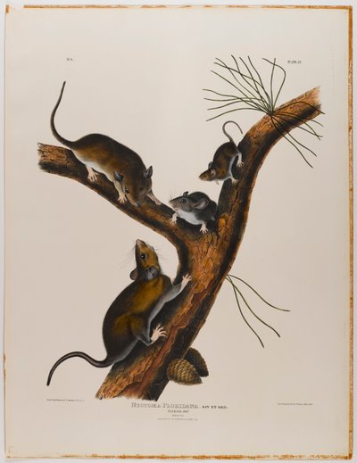 Florida rotte af John James Audubon