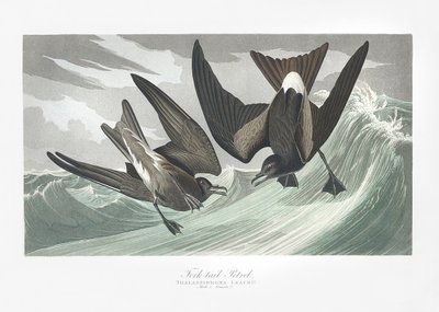 Gaffelhalet stormfugl fra *Birds of America* (1827) af John James Audubon