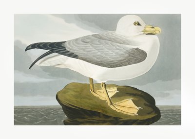 Fulmar-stormfugl fra *Birds of America* (1827) af John James Audubon