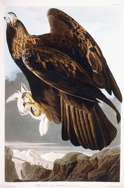 Golden Eagle, 1833 af John James Audubon