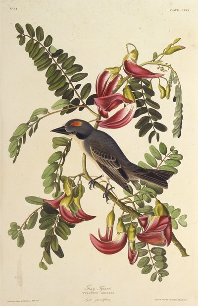 Grå Tyran. Fra The Birds of America, 1827-1838. af John James Audubon