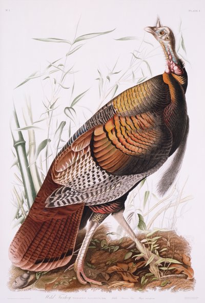 Great American Cock, eller Wild Turkey af John James Audubon