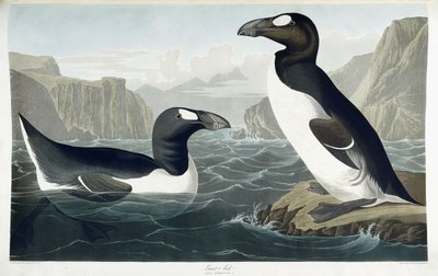 Store Auke, 1836 af John James Audubon