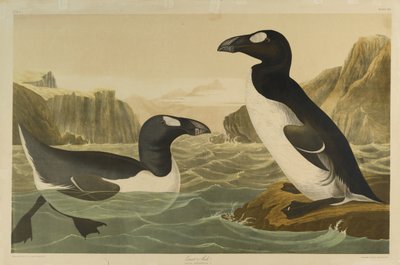 Great Auk, trykt af Julien Bien og udgivet af Roe Lockwood & Son, 1861 (kromolitografi) af John James Audubon