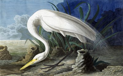 Great Egret, Casmerodius Albus, fra "The Birds of America" af John J. Audubon, pub. 1827-38 af John James Audubon