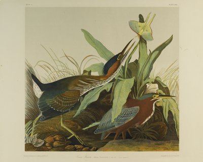 Green Heron, trykt af Julien Bien og udgivet af Roe Lockwood & Son, 1861 (kromolitografi) af John James Audubon