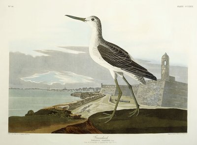 Greenshank, Udsigt over St, 1835 af John James Audubon
