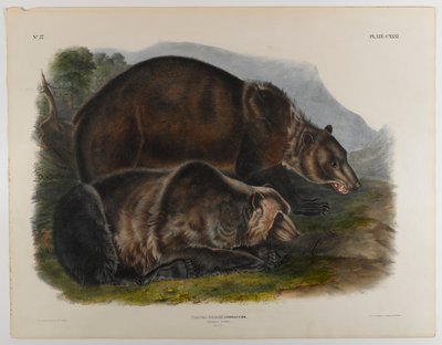 Gråbjørn af John James Audubon
