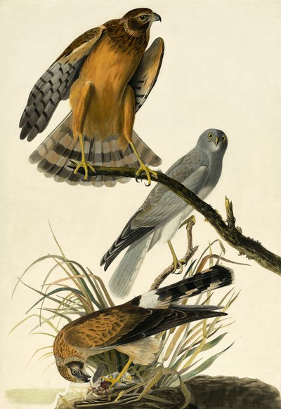 Hen Harrier, Circus Cyaneus, fra "The Birds of America" af John J. Audubon, pub. 1827-38 af John James Audubon