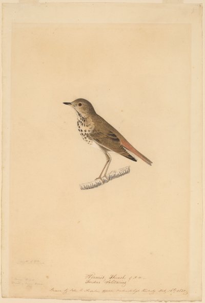 Eremit-drossel af John James Audubon
