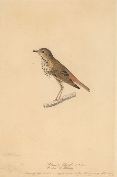 Eremitdrossel, 1820. af John James Audubon