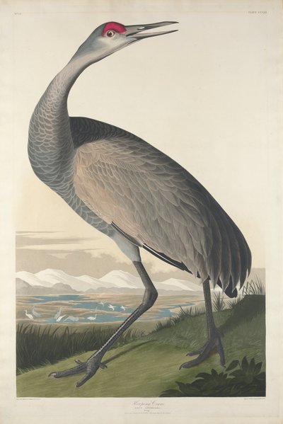 Hooping Crane, 1835 af John James Audubon