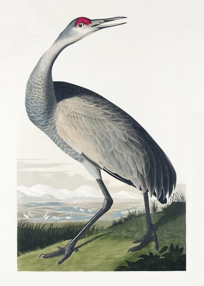Ringtrane fra *Birds of America* (1827) af John James Audubon